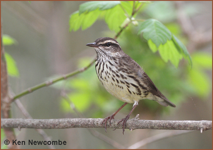Northern Waterthrush